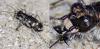 Cicindela sp.